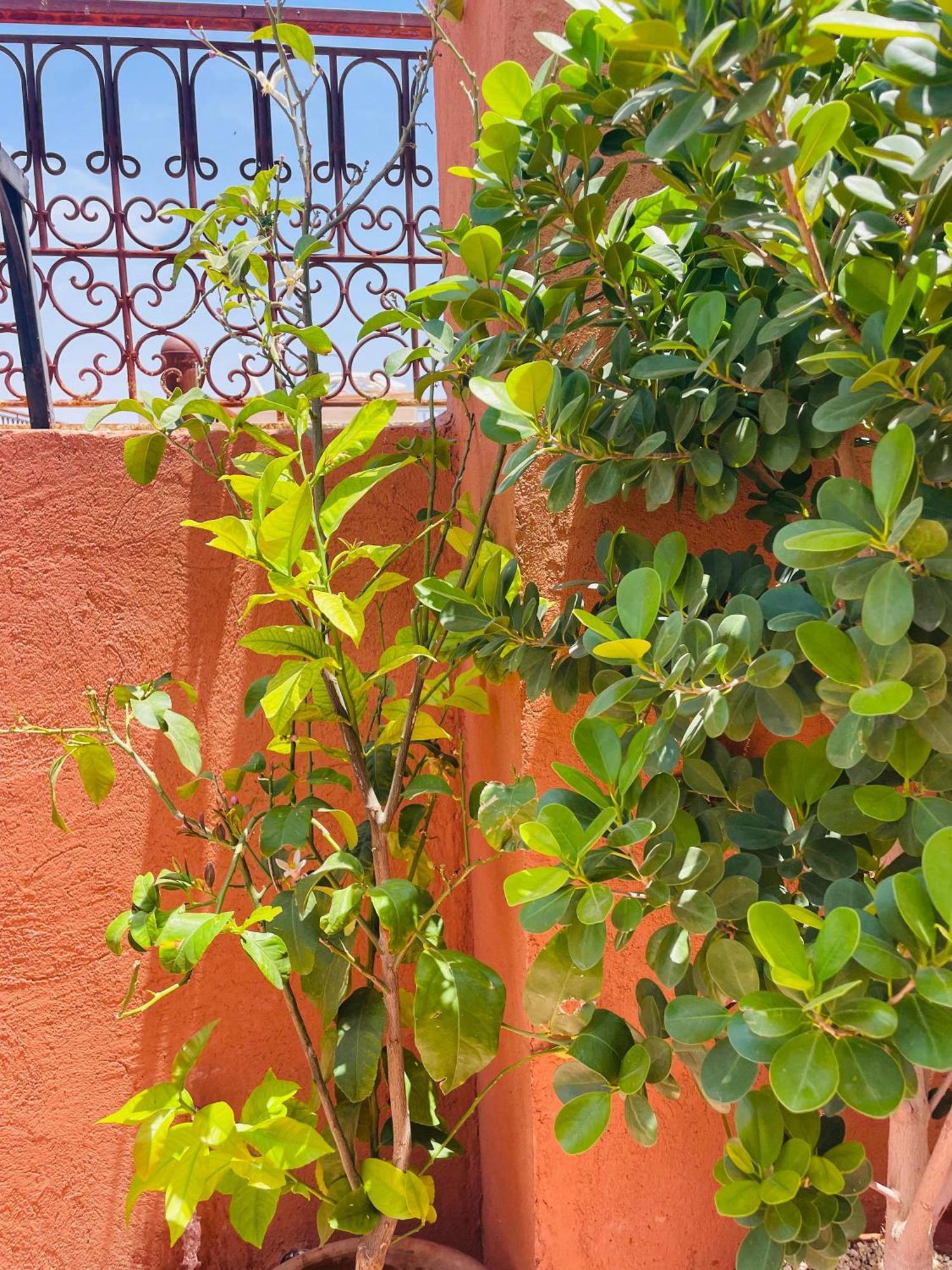 מרקש Riad Ms Holidays Terrasse Privatise Marrakech מראה חיצוני תמונה